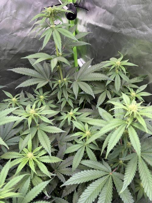 🌱Cream Caramel F1 FV🌱 SS&MO. Week 7