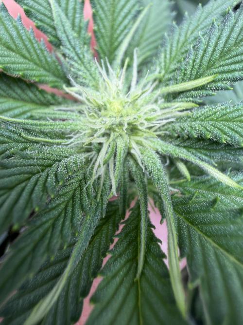 🌱Gorilla Sherbet F1 FV🌱 SS&MO. Week 7