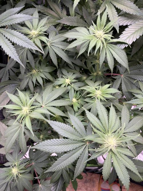🌱Gorilla Sherbet F1 FV🌱 SS&MO. Week 7