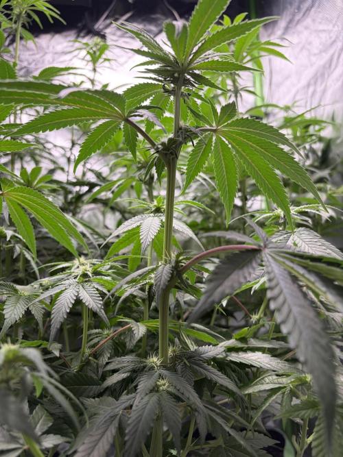 🌱Gorilla Sherbet F1 FV🌱 SS&MO. Week 7