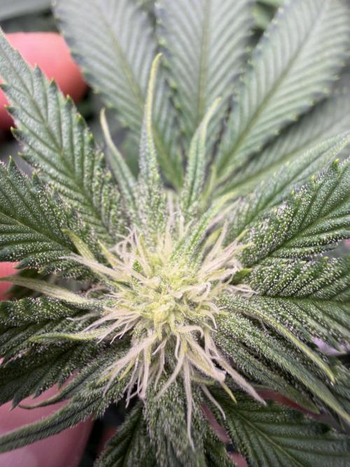 Gorilla Sherbet F1 Fast Version. Week 7