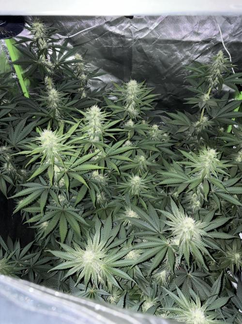🌱StrawberryColaSherbet🌱 SS & M&O. Week 8