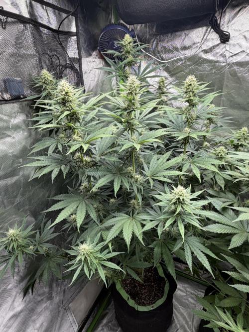 🌱StrawberryColaSherbet🌱 SS & M&O. Week 8