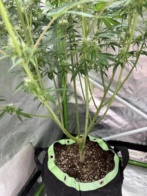 🌱StrawberryColaSherbet🌱 SS & M&O. Week 8
