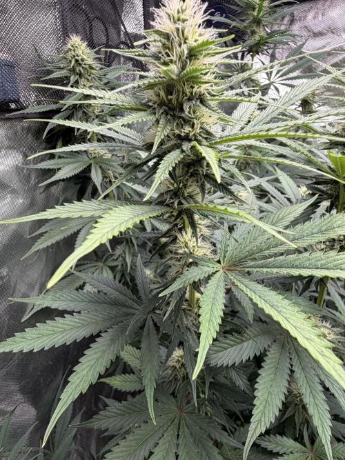 🌱StrawberryColaSherbet🌱 SS & M&O. Week 8