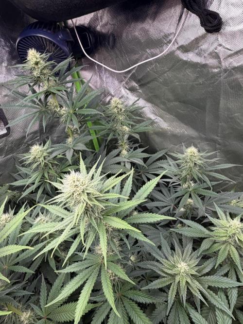 🌱StrawberryColaSherbet🌱 SS & M&O. Week 8