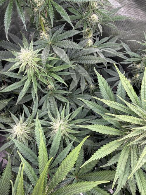 🌱StrawberryColaSherbet🌱 SS & M&O. Week 8