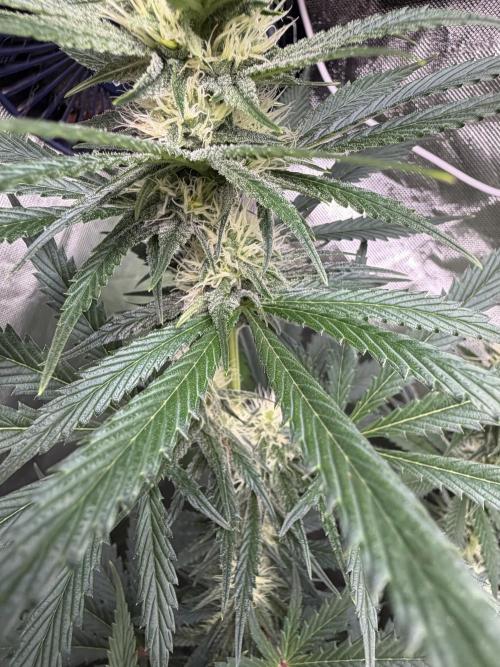 🌱StrawberryColaSherbet🌱 SS & M&O. Week 8