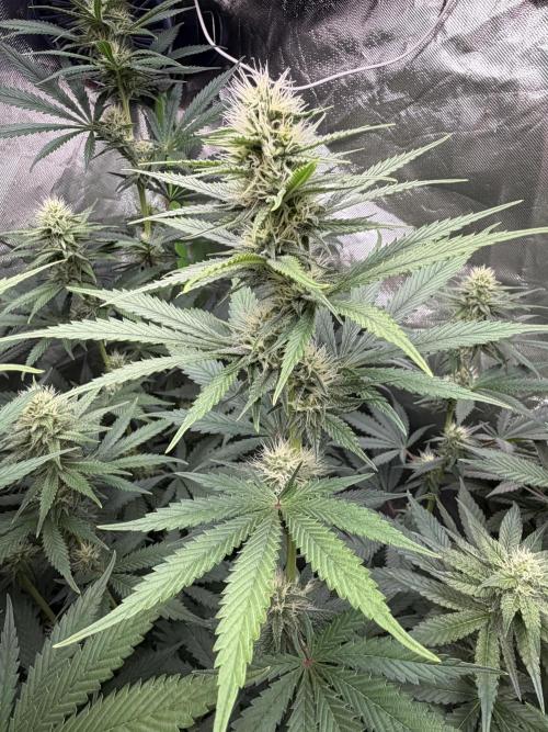 🌱StrawberryColaSherbet🌱 SS & M&O. Week 8