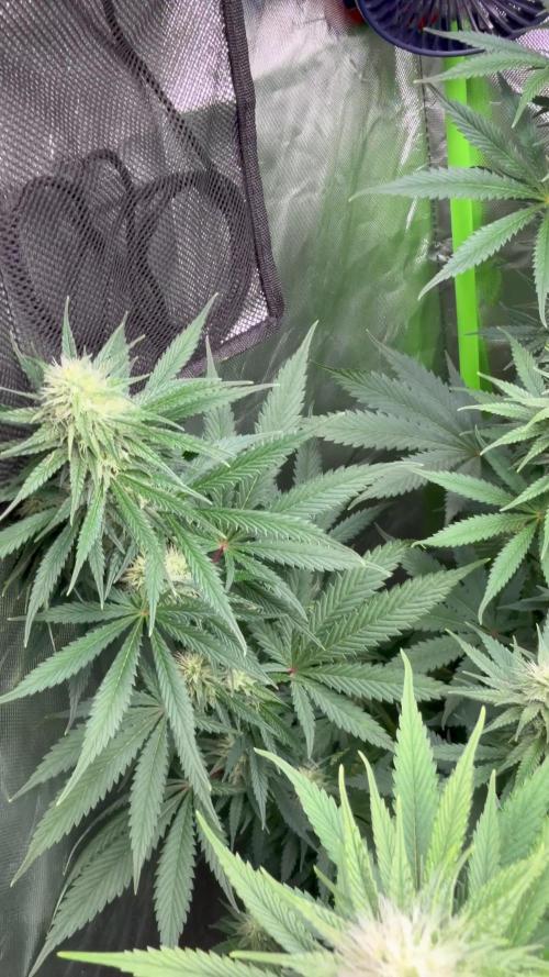 🌱StrawberryColaSherbet🌱 SS & M&O