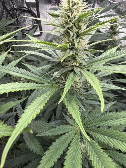 🌱StrawberryColaSherbet🌱 SS & M&O. Week 8