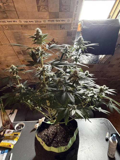 🦍🌱Gorilla Sherbet F1 FV🌱 SS&MO. Week 8