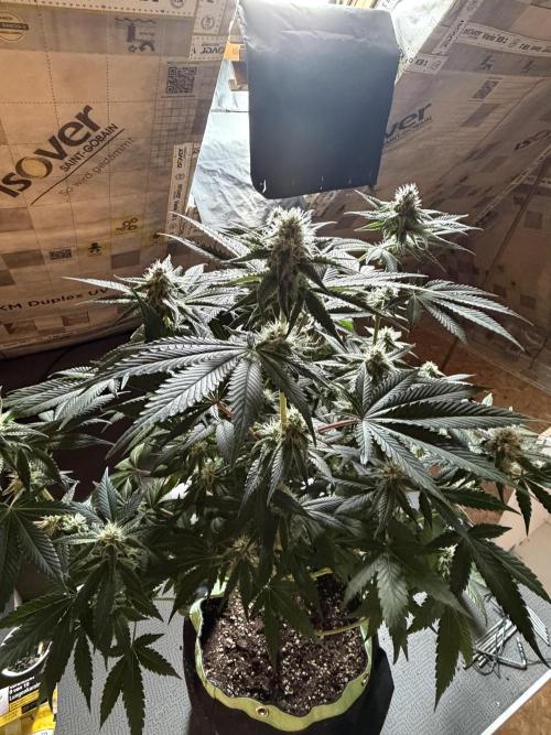 🦍🌱Gorilla Sherbet F1 FV🌱 SS&MO. Week 8