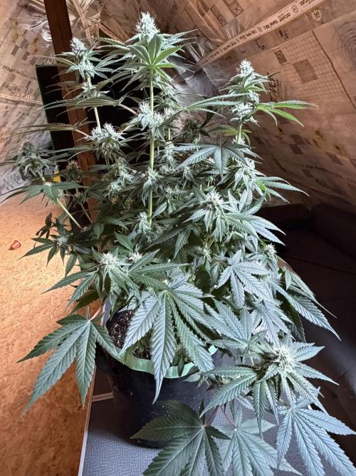 🦍🌱Gorilla Sherbet F1 FV🌱 SS&MO. Week 8