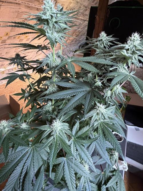 🦍🌱Gorilla Sherbet F1 FV🌱 SS&MO. Week 8