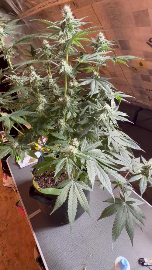 🦍🌱Gorilla Sherbet F1 FV🌱 SS&MO