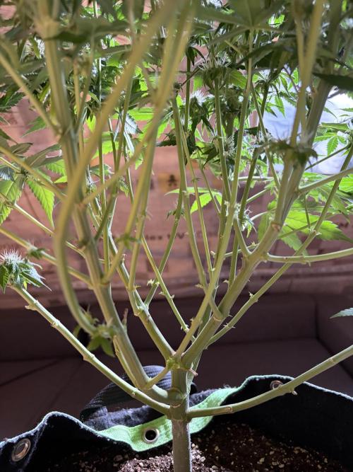 Gorilla Sherbet F1 Fast Version. Week 8