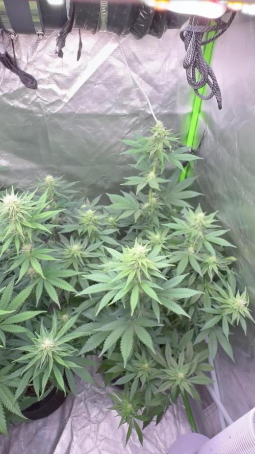 🌱Cream Caramel F1 FV🌱 SS&MO