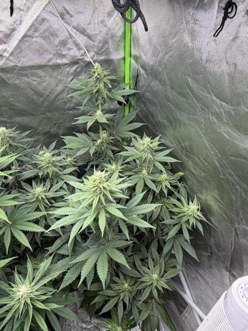 🌱Cream Caramel F1 FV🌱 SS&MO. Week 8