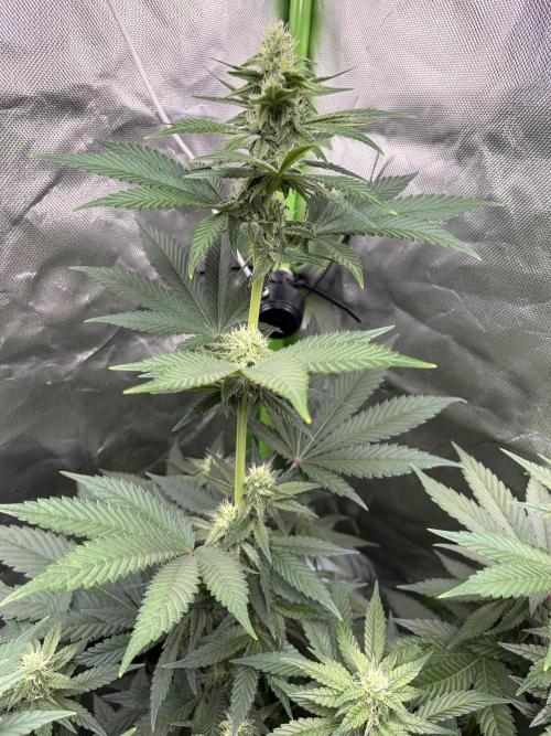 🌱Cream Caramel F1 FV🌱 SS&MO. Week 8