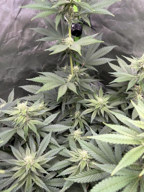 🌱Cream Caramel F1 FV🌱 SS&MO. Week 8