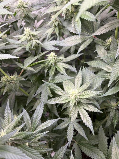 🌱Cream Caramel F1 FV🌱 SS&MO. Week 8