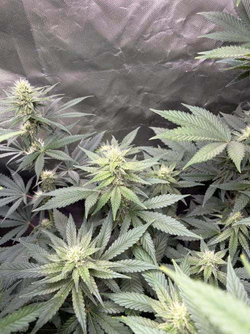 🌱Cream Caramel F1 FV🌱 SS&MO. Week 8