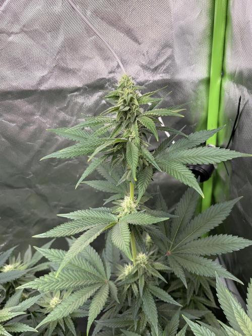 🌱Cream Caramel F1 FV🌱 SS&MO. Week 8