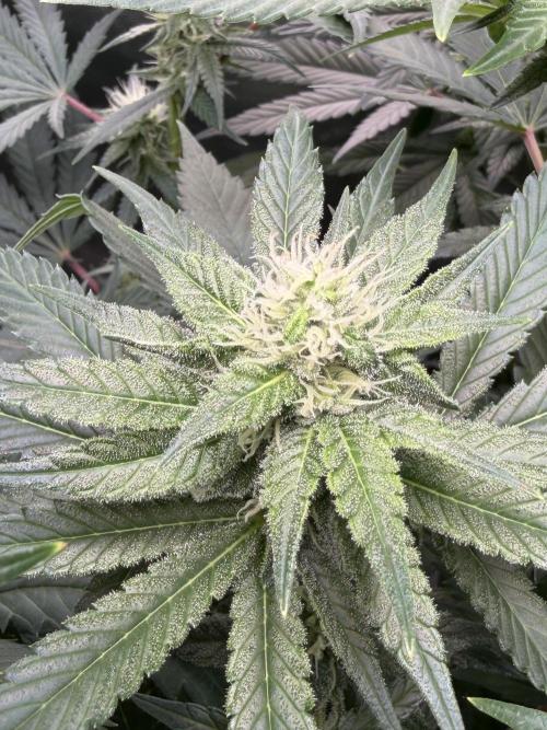 🌱Cream Caramel F1 FV🌱 SS&MO. Week 8