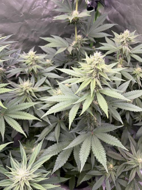 🌱Cream Caramel F1 FV🌱 SS&MO. Week 8