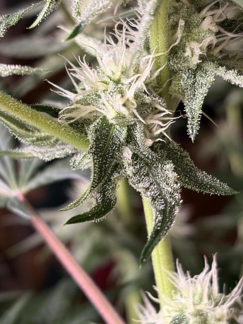 Gorilla Sherbet F1 Fast Version. Week 8