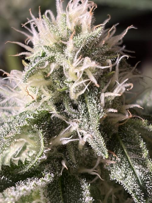 Gorilla Sherbet F1 Fast Version. Week 8