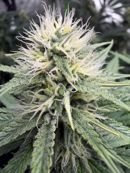 🌱StrawberryColaSherbet🌱 SS & M&O. Week 8