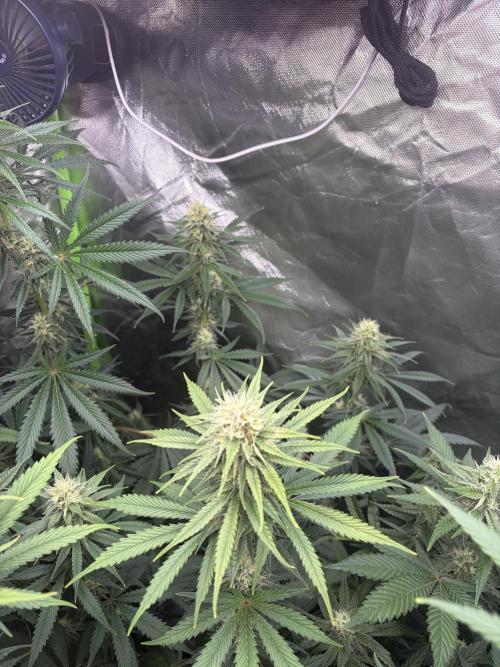 🌱StrawberryColaSherbet🌱 SS & M&O. Week 9