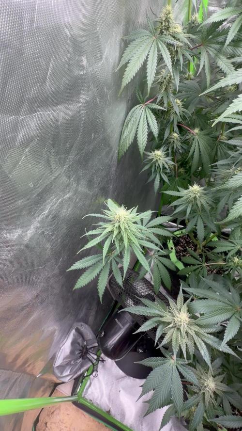 🌱StrawberryColaSherbet🌱 SS & M&O