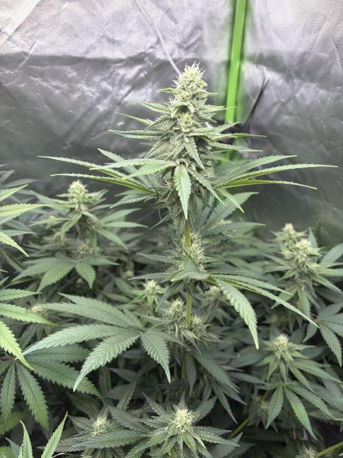 🌱Cream Caramel F1 FV🌱 SS&MO. Week 9