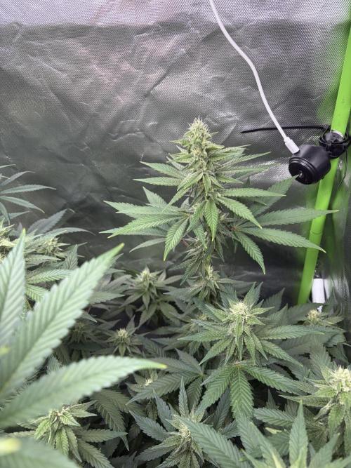 🌱Cream Caramel F1 FV🌱 SS&MO. Week 9
