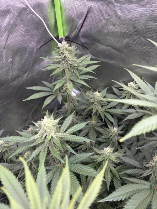🌱Cream Caramel F1 FV🌱 SS&MO. Week 9