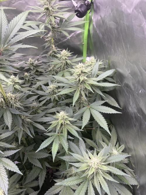 🌱Cream Caramel F1 FV🌱 SS&MO. Week 9