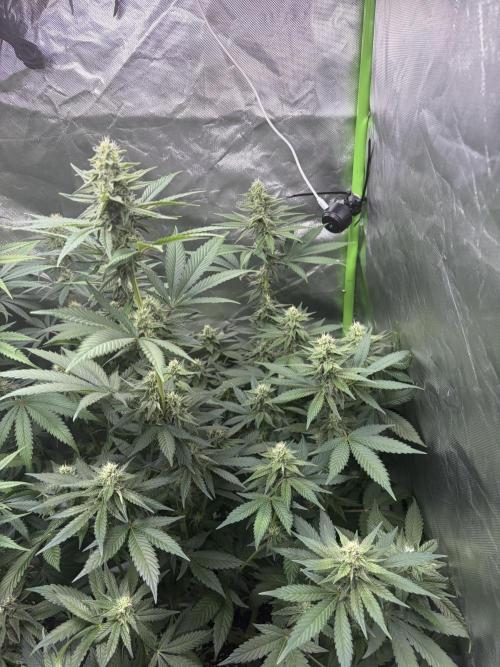 🌱Cream Caramel F1 FV🌱 SS&MO. Week 9