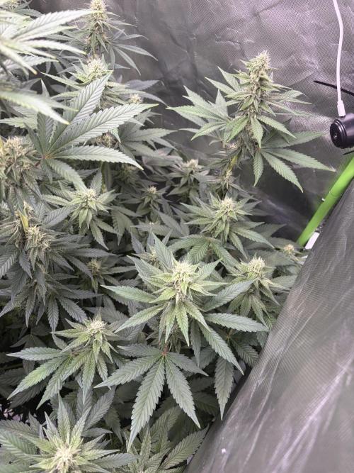 🌱Cream Caramel F1 FV🌱 SS&MO. Week 9