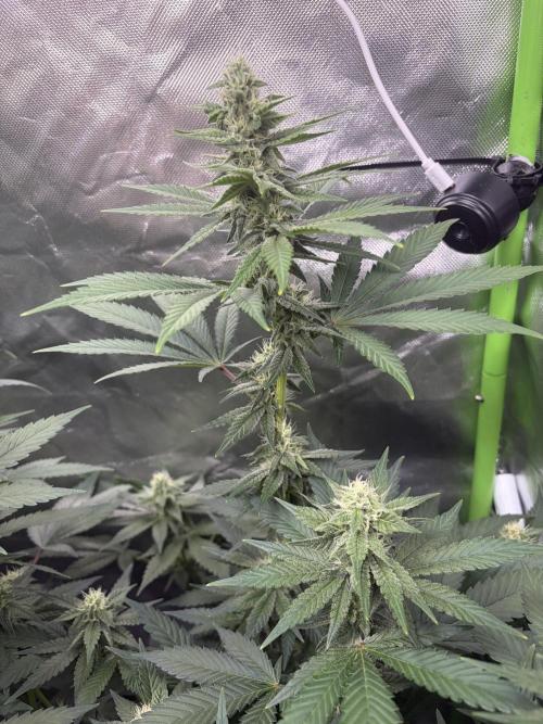 🌱Cream Caramel F1 FV🌱 SS&MO. Week 9