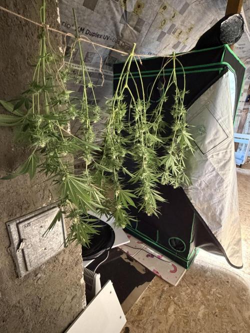 🌱StrawberryColaSherbet🌱 SS & M&O. Week 10