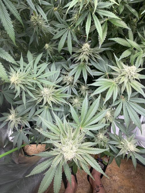 🦍🌱Gorilla Sherbet F1 FV🌱 SS&MO. Week 9