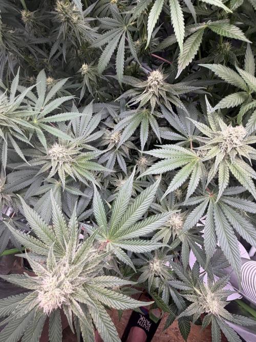 🦍🌱Gorilla Sherbet F1 FV🌱 SS&MO. Week 9