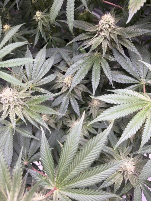 🦍🌱Gorilla Sherbet F1 FV🌱 SS&MO. Week 9