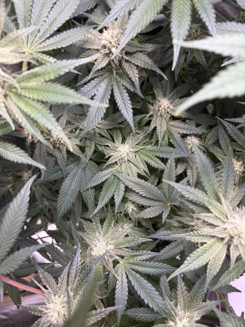 🦍🌱Gorilla Sherbet F1 FV🌱 SS&MO. Week 9