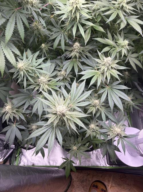 🦍🌱Gorilla Sherbet F1 FV🌱 SS&MO. Week 9