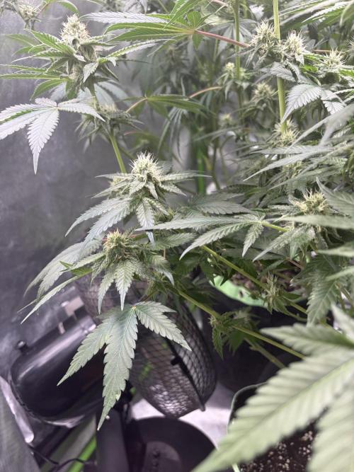 🦍🌱Gorilla Sherbet F1 FV🌱 SS&MO. Week 9