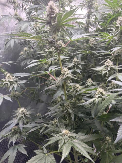 🦍🌱Gorilla Sherbet F1 FV🌱 SS&MO. Week 9